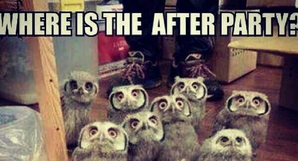 owl afters